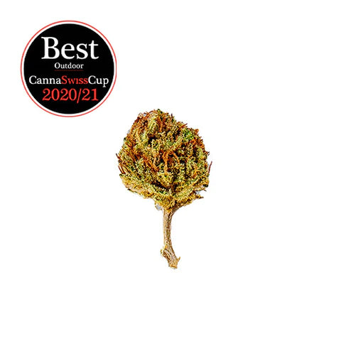 Slow Weed Limoncello - Outdoor 6g